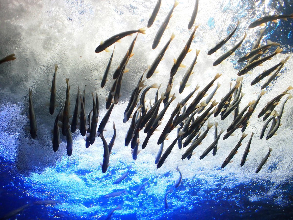 🐠 산의 수족관(야마노스이조쿠칸) - 북쪽 대지의 수족관(키타노다이치노스이조쿠칸)